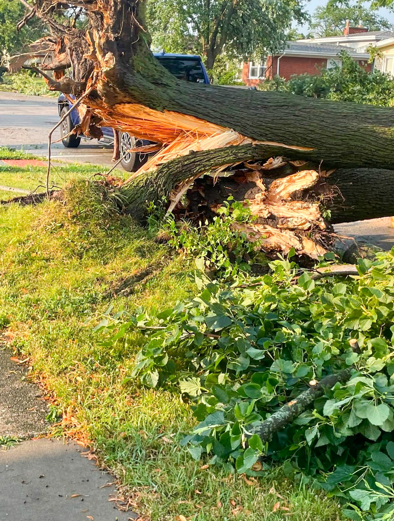 A large tree split and fallen after a severe storm